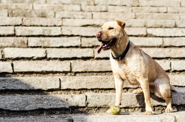 istock dog enjoy the sun 696927512
