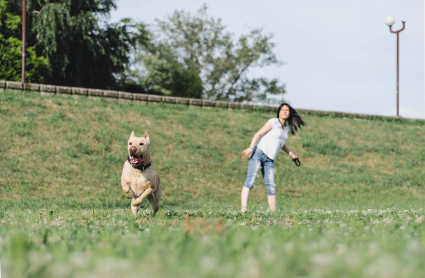 istock labrador playing and brings the ball 696927514