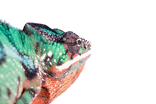 istock Nosy Mitsio panther chameleon on white background furcifer pardalis 696927722