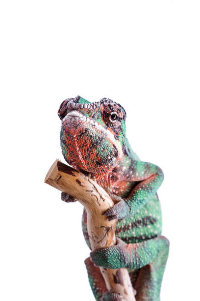 Nosy Mitsio panther chameleon on white background furcifer pardalis