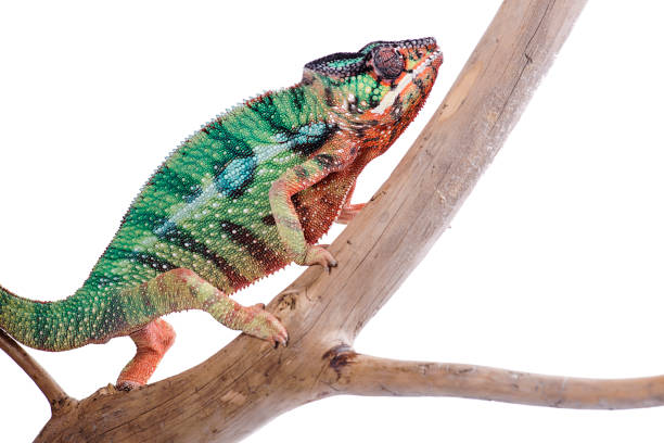 istock Nosy Mitsio panther chameleon on white background furcifer pardalis 696927746