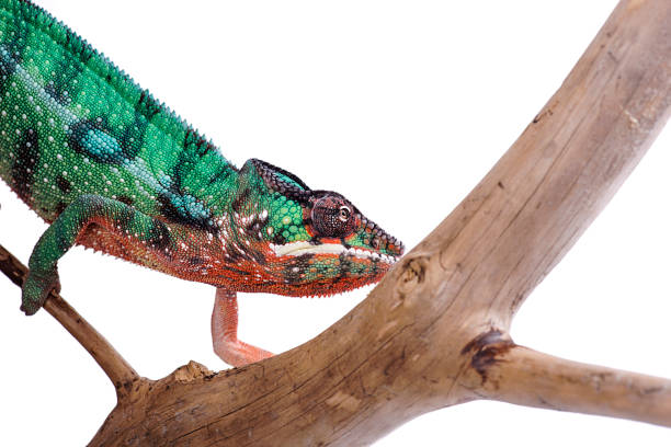istock Nosy Mitsio panther chameleon on white background furcifer pardalis 696927748