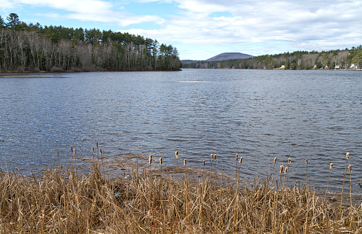 Megunticook Lake in Lincolnville Center Maine with rippling waves and dried cattails in the foreground.