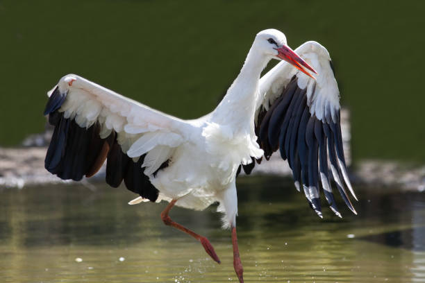 survival of the fittest. injured wild bird with damaged wing. white stork. - fittest imagens e fotografias de stock