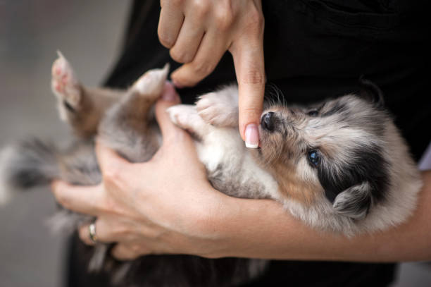 istock Five Week Old Puppy Playing With Woman Finger 696931300