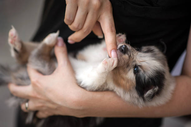 istock Five Week Old Puppy Playing With Woman Finger 696931314