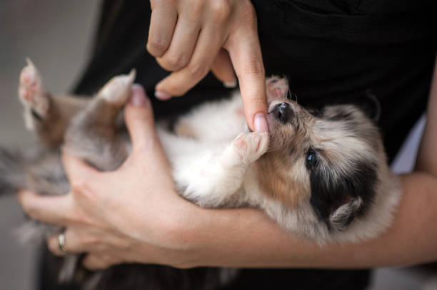 Five Week Old Puppy Playing With Woman Finger Five Week Old Puppy Playing With Woman Finger shetland sheepdog stock pictures, royalty-free photos & images