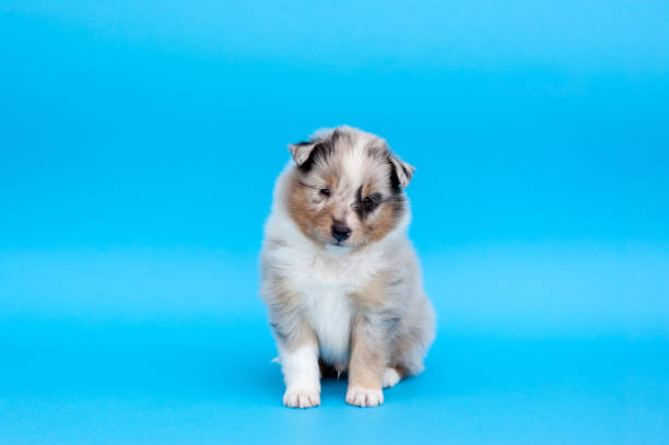 Shetland Sheepdog puppy looking curiously.