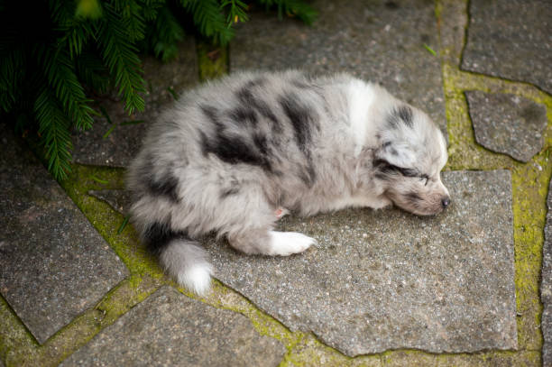 istock Shetland Sheepdog Puppy Five Weeeks Old Sleeping 696931420