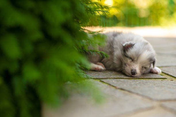 Shetland Sheepdog Puppy Five Weeeks Old Sleeping