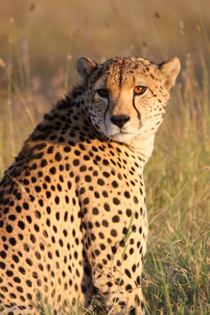 istock A cheetah in the golden afternoon sun 696931688