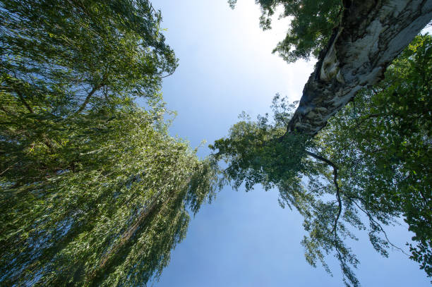 istock Canopy made of foliage 696932318