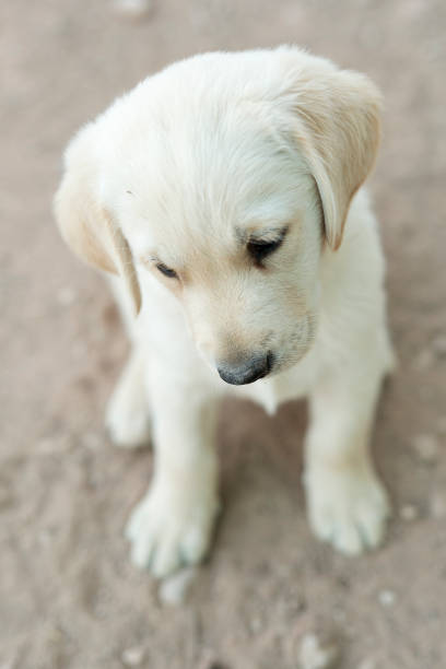 istock Small golden retriever puppy 696935284