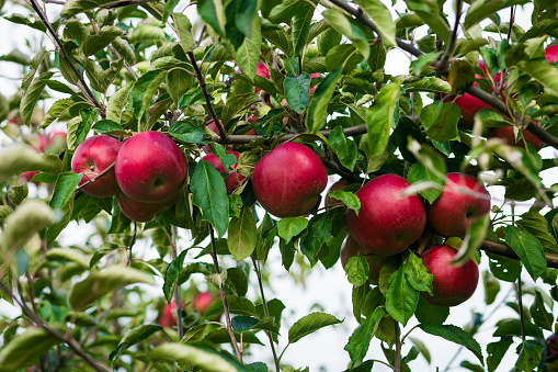 Fresh Organic Applesapple Orchardapple Garden Full Of Riped Red  Applesapples For Juiceorganic Red Apples Hanging On A Tree Branchapple  Trees In A Row Before Harvest Stock Photo - Download Image Now - iStock