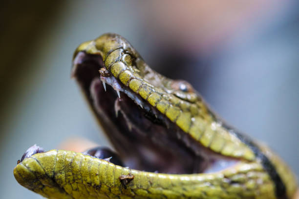 Amazon Anaconda Amazon Anaconda anaconda snake stock pictures, royalty-free photos & images