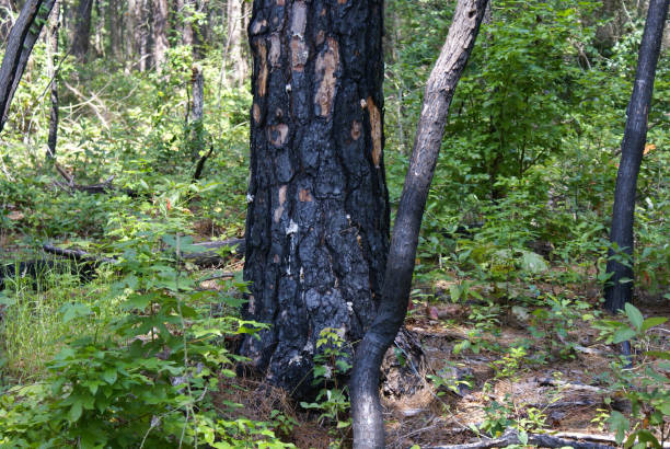 Texas Fire Tree 90+ Texas Forest Fire Stock Photos, Pictures & Royalty-Free Images - iStock