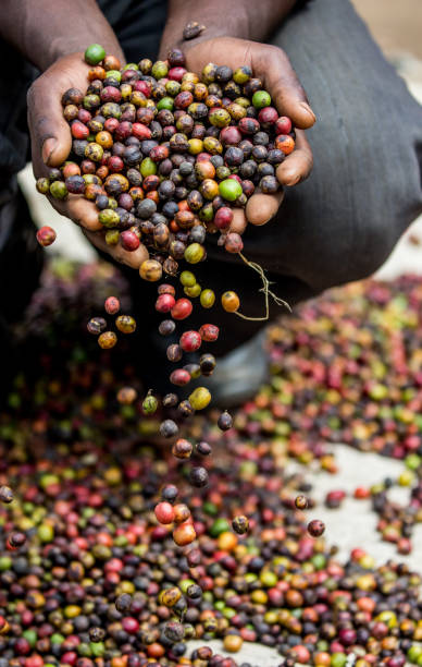 Grains of ripe coffee in the handbreadths of a person. East Africa. Coffee plantation. stock photo