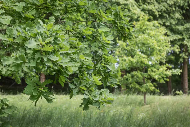 Danish oak forrest in the early summer, everything is lush and green. Danes are very proud of their old oak trees - many are close to 2000 years old