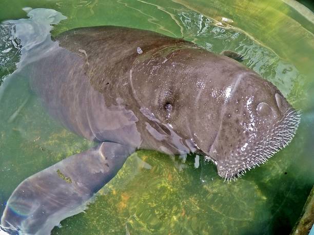 the amazonian manatee - iquitos imagens e fotografias de stock