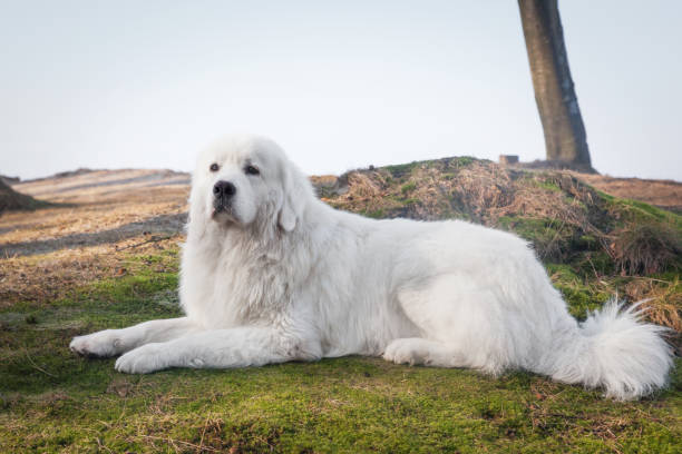 cane da pastore polacco tatra. modello di ruolo nella sua razza. conosciuto anche come podhalan - sheepdog foto e immagini stock