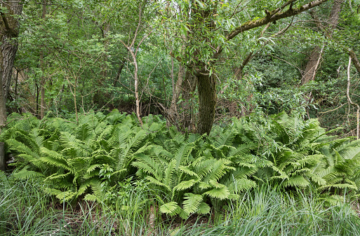 Willow tree and ferns in a dansh forrest, a combination which are often found close to water and in wetlands