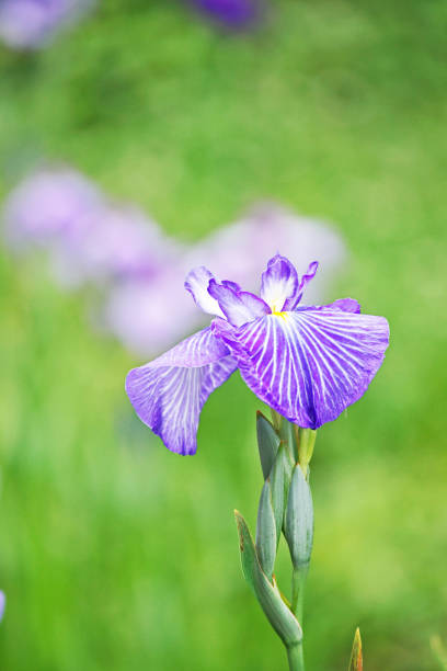 istock Violet flower of the iris 696949396