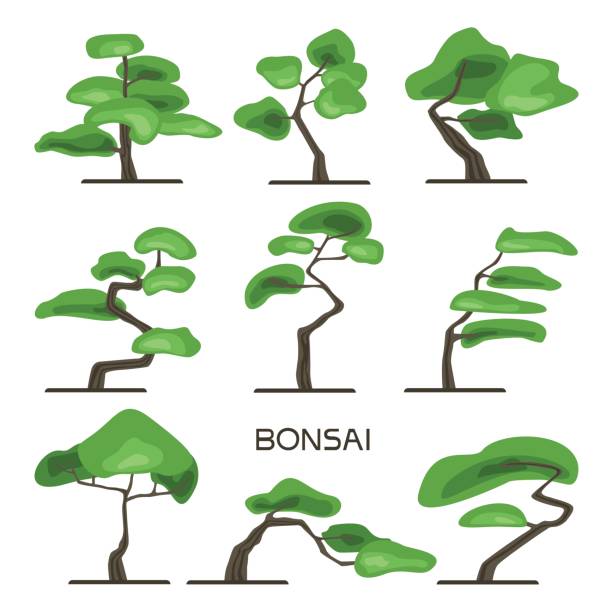 illustrations, cliparts, dessins animés et icônes de ensemble d’arbre bonsaï. art japonais de plus en plus des arbres miniatures. illustration vectorielle, isolée sur blanc. - pine tree forest summer evergreen tree