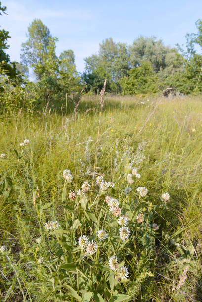 istock Trifolium repens or white clover 696956286