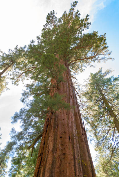 istock Ancient giant sequoia, Yosemite, California 696958312