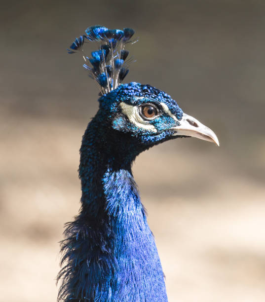 istock portrait of a peacock 696958646