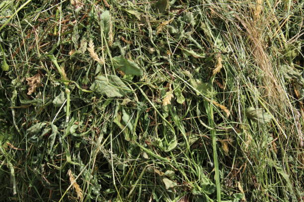 istock Hay, Dry Green Alpine Grass, Tyrol, Austria 696959132