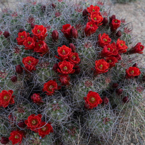 istock Claret Cup Cactus Covered in Red Blooms 696962646