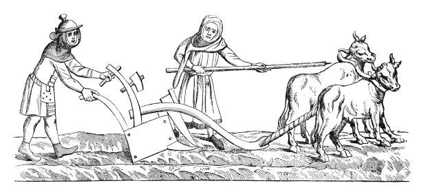 фермер с женой пахали поле с двумя коровами 14-го века - working illustration and painting engraving occupation stock illustrations