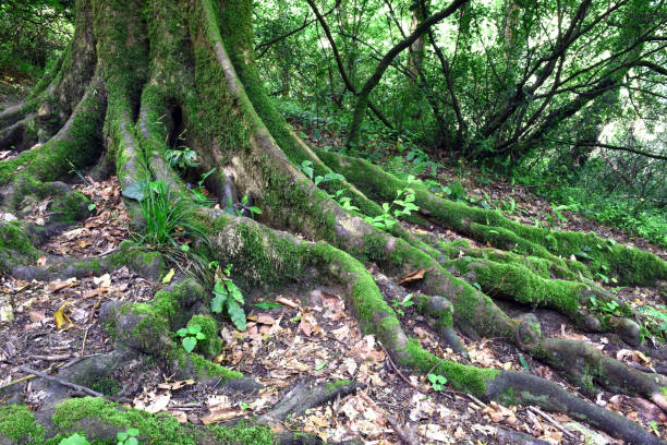 istock The roots of the old tree 696963132