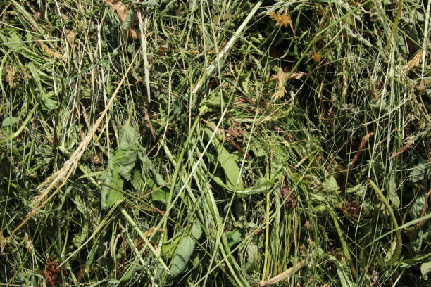 istock Hay, Dry Green Alpine Grass, Tyrol, Austria 696963392