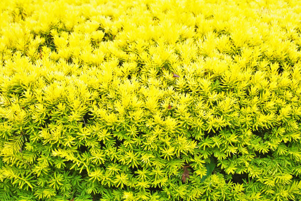 Taxus cuspidata var. nana 'Aurescens' Taxus cuspidata var. nana 'Aurescens taxus cuspidata stock pictures, royalty-free photos & images