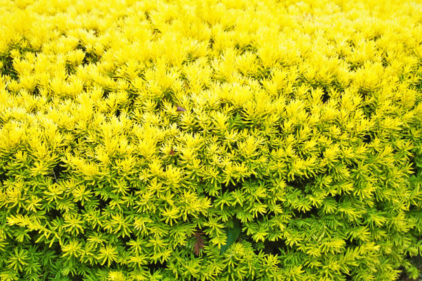 Taxus cuspidata var. nana 'Aurescens' Taxus cuspidata var. nana 'Aurescens taxus cuspidata stock pictures, royalty-free photos & images
