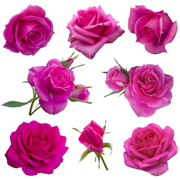 A big bouquet of a beautiful multicolored roses.
