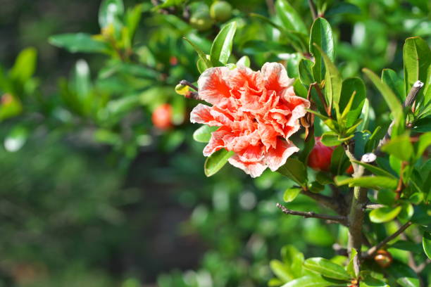 istock Red flower of the pomegranate 696967918