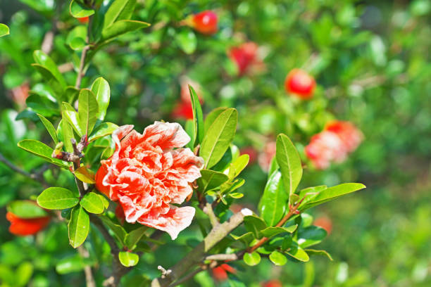 istock Red flower of the pomegranate 696968030