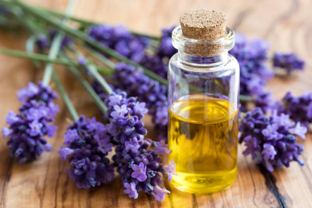 Lavender essential oil stock photo