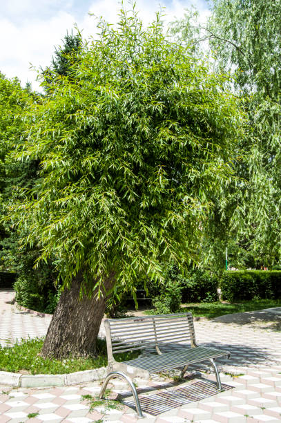istock Various tree landscape paintings glowing and blooming in spring, giant hanging willow tree 696970474