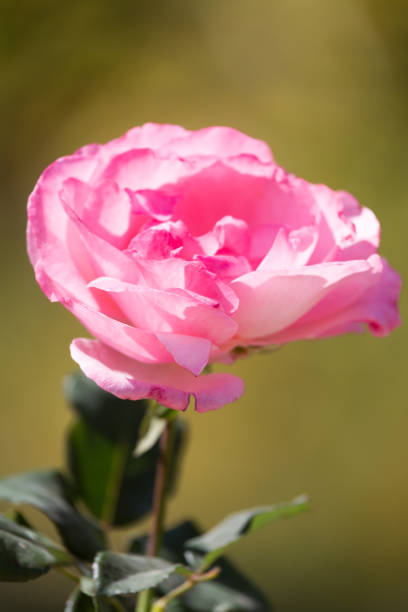 istock Light red rose with buds on a background of a green bush 696970704