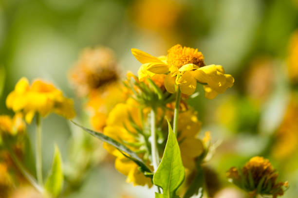 istock yellow flowers in nature 696970914