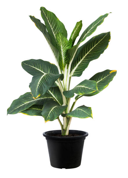 istock Aglaonema, Green leaf tree plant fresh nature 696973636