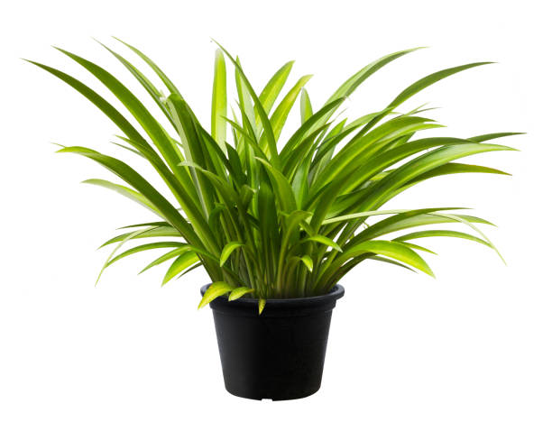 istock Crinum asiaticum, Green leaf tree plant fresh nature 696973674