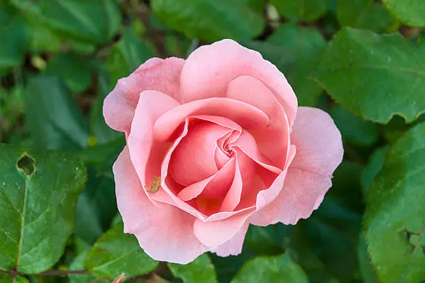 Rose paintings, color-colored roses, pink roses in the garden,Roses, roses for the day of love, the most wonderful natural roses suitable for web design, love symbol roses
