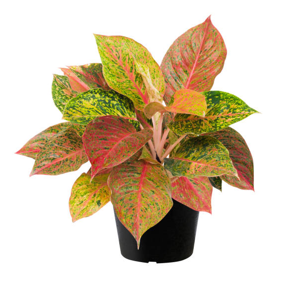 istock Aglaonema, Green leaf tree plant fresh nature 696973742