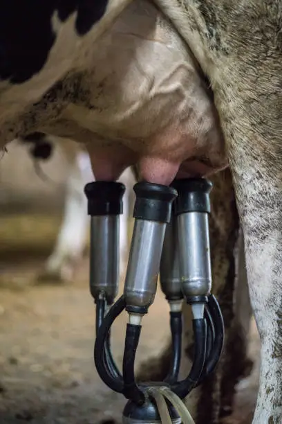 Photo of Row of cows being milked