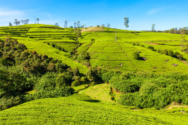 istock Nuwara Eliya tea plantation 696977154
